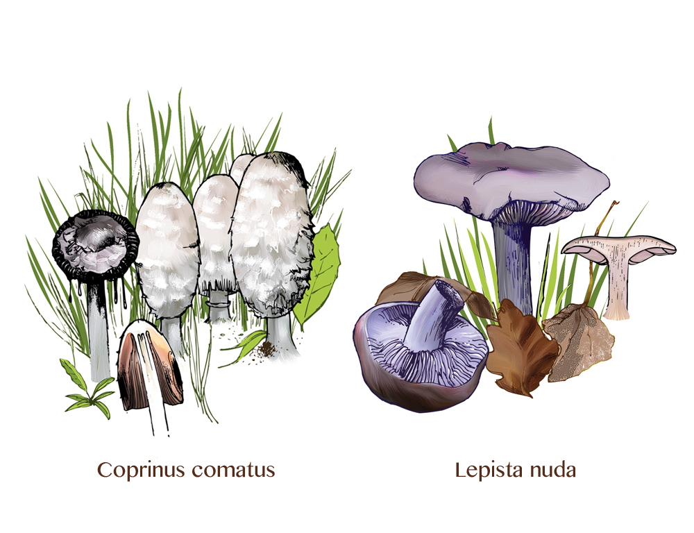funghi